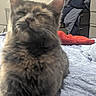 Woofie is registered to the contest to win money with this photo: animal, background, bed, blanket, blur, cat, closeup, clothing, cozy, domestic, feline, furniture, furry, gray, indoor, messy_room, pet, resting, sleepy, soft