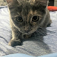 Woofie is registered to the contest to win money with this photo: animal, blue_fabric, cat, close_up, crouching, curious, cute, domestic_animal, feline, focused, fur, indoor, kitten, mammal, pet, portrait, soft_lighting, texture, whiskers, young_animal