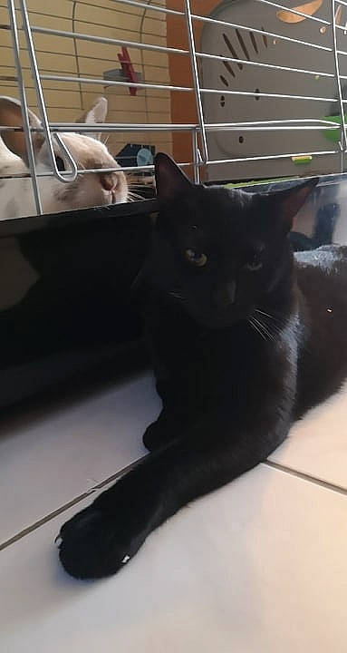 Pims a rejoint le concours — aidez-le/la à gagner de superbes lots ! black, black_cat, bombay, carnivore, cat, domestic_short_haired_cat, felidae, footwear, fur, kitten, leg, polydactyl_cat, shoe, small_to_medium_sized_cats, tail, whiskers