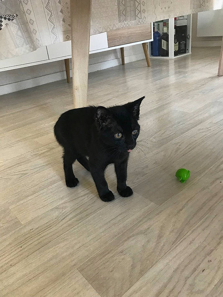 Pims a rejoint le concours — aidez-le/la à gagner de superbes lots ! black, black_cat, bombay, burmese, carnivore, cat, domestic_short_haired_cat, felidae, floor, flooring, fur, hardwood, laminate_flooring, polydactyl_cat, small_to_medium_sized_cats, tail, tile, whiskers, wood, wood_flooring