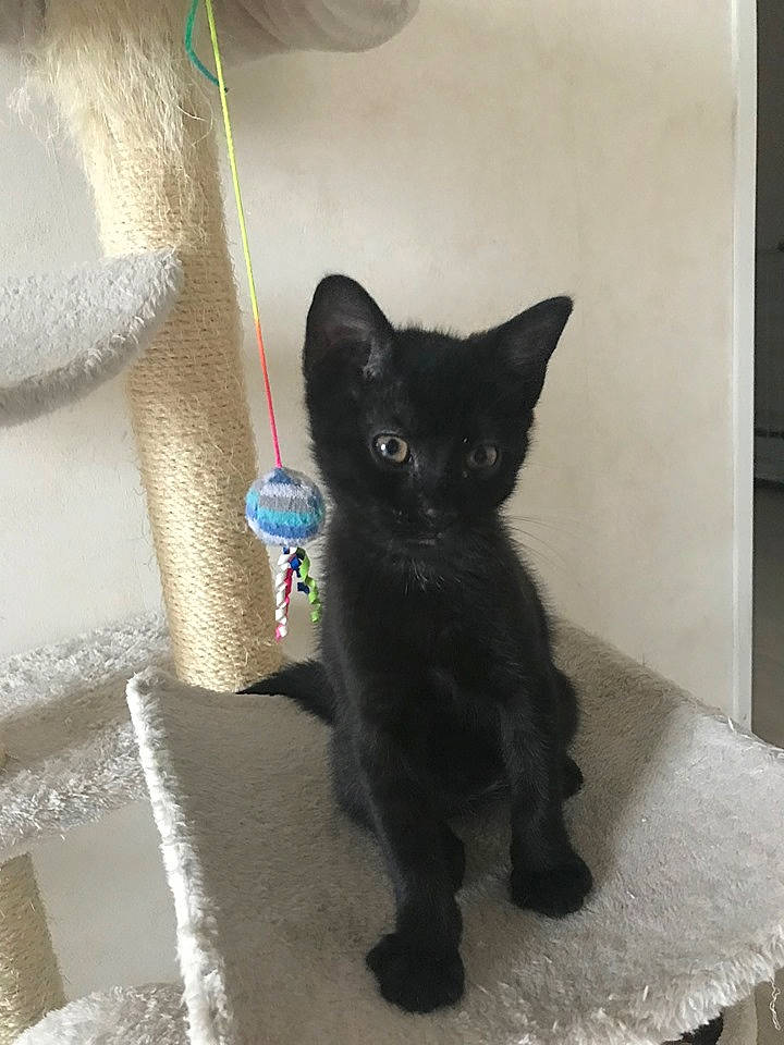 Pims participe au concours pour gagner de l'argent avec cette photo : asian, black, black_cat, bombay, burmese, carnivore, cat, domestic_short_haired_cat, felidae, german_rex, kitten, korat, mammal, polydactyl_cat, small_to_medium_sized_cats, tail, vertebrate, whiskers