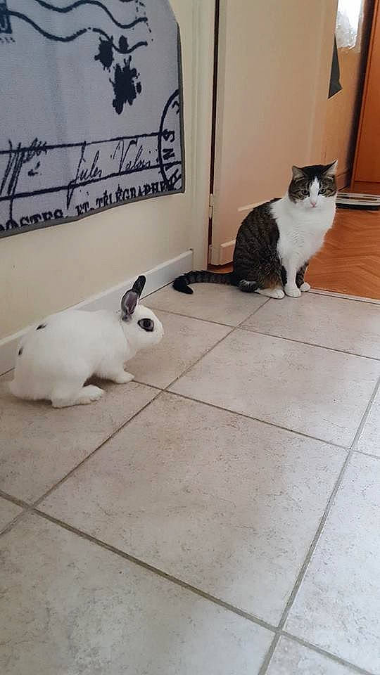 Pinpin a rejoint le concours — aidez-le/la à gagner de superbes lots ! birman, carnivore, cat, domestic_short_haired_cat, european_shorthair, fawn, felidae, floor, flooring, hardwood, kitten, mammal, rabbit, small_to_medium_sized_cats, tail, tile, whiskers