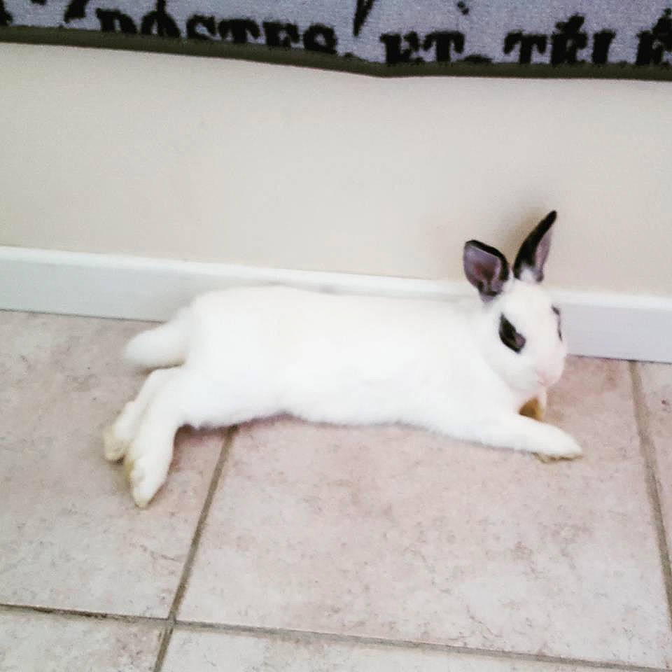 Pinpin a rejoint le concours — aidez-le/la à gagner de superbes lots ! domestic_rabbit, ear, fawn, hare, rabbit, rabbits_and_hares, tail, whiskers, white