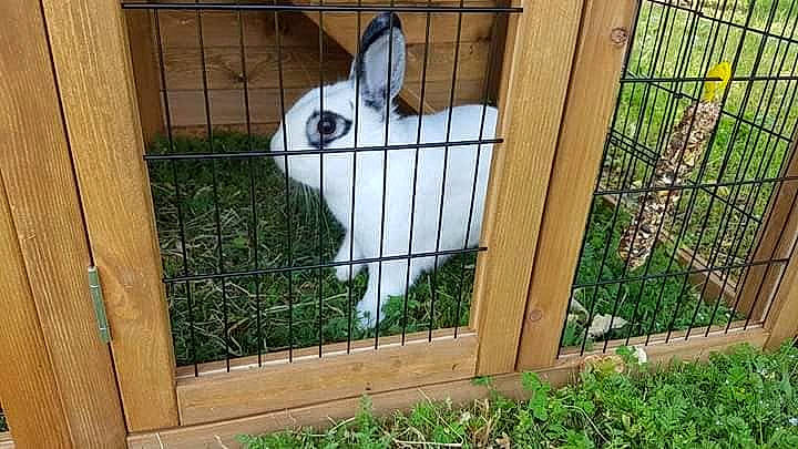 Pinpin a rejoint le concours — aidez-le/la à gagner de superbes lots ! animal_shelter, cage, domestic_rabbit, fawn, grass, hare, pet_supply, plant, rabbit, rabbits_and_hares, tail