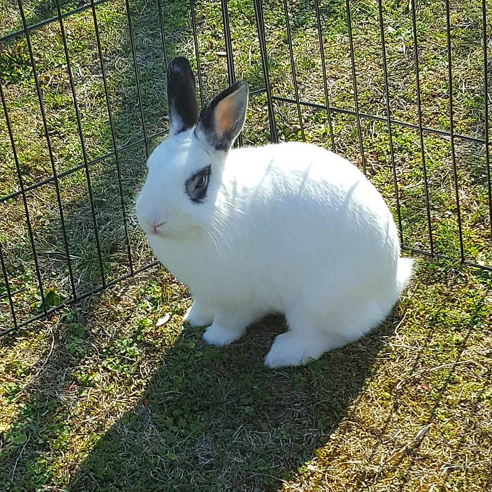 Pinpin participe au concours pour gagner de l'argent avec cette photo : domestic_rabbit, ear, fawn, grass, hare, plant, rabbit, rabbits_and_hares, snowshoe_hare, tail, whiskers, wildlife