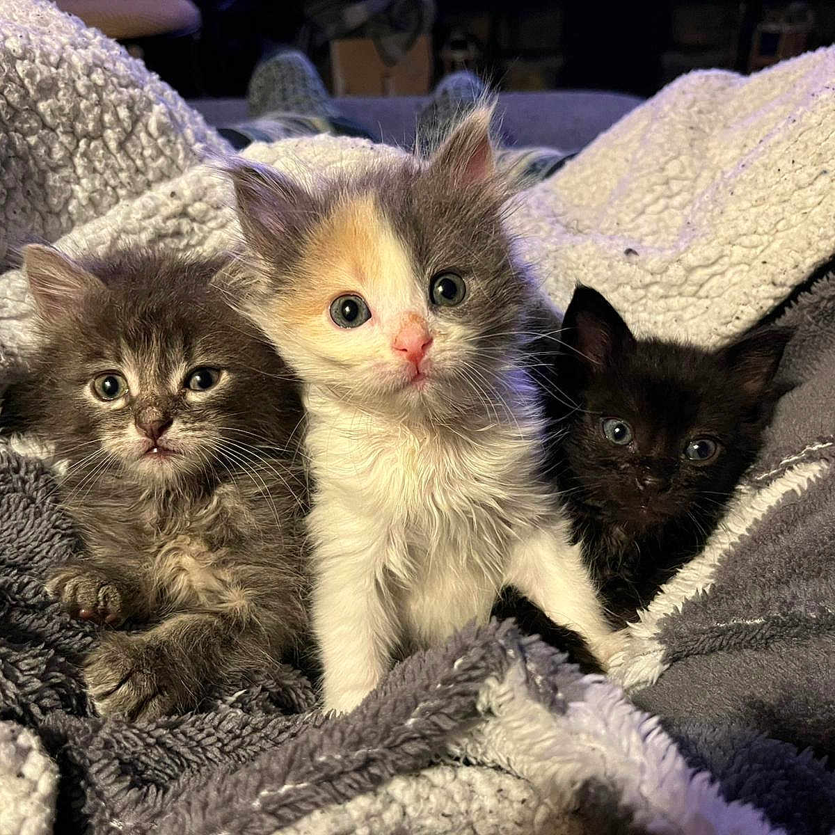 Brume.biscuit Etbolt participe au concours pour gagner de l'argent avec cette photo : kitten, cat, feline, pet, animal, cute, fur, whiskers, eyes, blanket, cozy, snuggle, three, tabby, calico, black_cat, indoor, soft, young, portrait