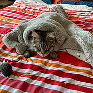 Voyou participe au concours pour gagner de l'argent avec cette photo : cat, blanket, bed, striped_bedspread, toy, plush_mouse, sleeping_cat, cozy, indoor, furniture, fur, pet, resting, domestic_cat, animal, cute, soft, relaxed, tail, ears