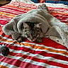 cat, blanket, bed, striped_bedspread, toy, plush_mouse, sleeping_cat, cozy, indoor, furniture, fur, pet, resting, domestic_cat, animal, cute, soft, relaxed, tail, ears