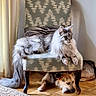Voyou a rejoint le concours — aidez-le/la à gagner de superbes lots ! cat, dog, chair, furniture, indoor, pet, fluffy_cat, lying_down, resting, wooden_floor, curtains, cushion, patterned_chair, domestic_animals, relaxation, cozy, companion_animals, home, sleepy_dog, living_room
