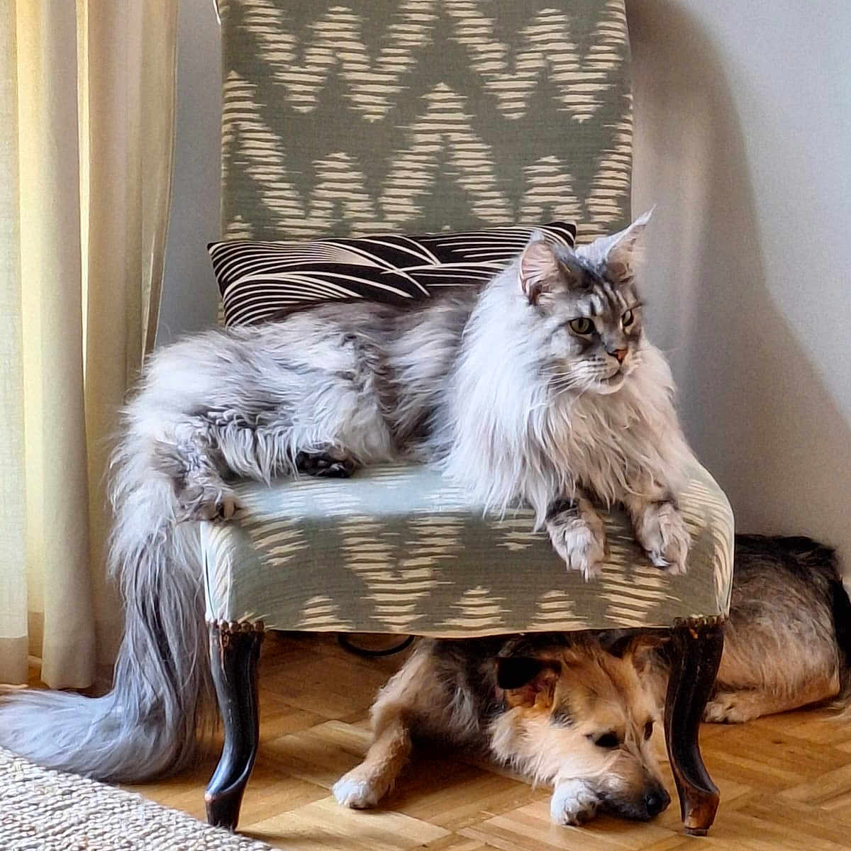 Voyou a rejoint le concours — aidez-le/la à gagner de superbes lots ! cat, dog, chair, furniture, indoor, pet, fluffy_cat, lying_down, resting, wooden_floor, curtains, cushion, patterned_chair, domestic_animals, relaxation, cozy, companion_animals, home, sleepy_dog, living_room