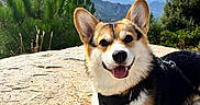 Dingle a rejoint le concours — aidez-le/la à gagner de superbes lots ! adventure, animal, blue_sky, clouds, corgi, dog, happy, harness, hiking, landscape, mountains, nature, outdoor, pet, pine_trees, portrait, rocks, sitting, sunlight, tongue_out