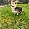 corgi, dog, pet, animal, outdoor, garden, lawn, grass, standing, portrait, fluffy, short_legged, tri_color, ears, open_mouth, happy, park, hedges, trees, nature
