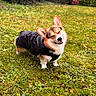 corgi, dog, puppy, raincoat, black_coat, outdoors, grass, garden, park, sunlight, autumn, trees, pet, animal, standing, smiling, closed_eyes, cute, fluffy, portrait