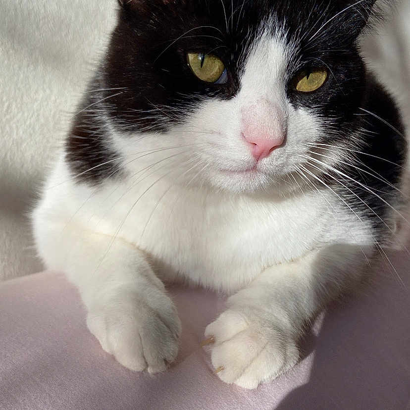 Paz participe au concours pour gagner de l'argent avec cette photo : abyssinian, angora, animal, blackcat, blanket, cat, kitten, manx, pet, siamese