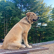 Gunner joined the competition — help win amazing prizes! dog, golden_retriever, outdoor, picnic_table, wood, trees, forest, nature, sky, sunlight, animal, pet, canine, fur, sitting, landscape, greenery, park, daytime, peaceful