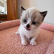 Bluebell is registered to the contest to win money with this photo: kitten, cat, pet, animal, cute, fluffy, blue_eyes, indoor, pink_blanket, soft_texture, young, small, feline, curious, portrait, whiskers, ears, paws, home, cozy