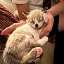 Bluebell is registered to the contest to win money with this photo: kitten, cat, sleeping, hand, person, couch, blanket, fur, paw, pink_paw_pads, cozy, indoors, rest, cute, nap, white_shirt, tie, comfort, young, pet