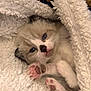 Bluebell is registered to the contest to win money with this photo: kitten, cat, blue_eyes, paw_pads, fluffy, blanket, cozy, cute, pet, animal, fur, sleepy, resting, close_up, indoor, soft, white, pink, small, adorable