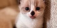 Bluebell is registered to the contest to win money with this photo: kitten, cat, animal, pet, cute, fur, whiskers, ears, eyes, nose, closeup, indoor, cozy, blanket, texture, young, small, soft, resting, curious