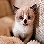 kitten, cat, animal, pet, cute, fur, whiskers, ears, eyes, nose, closeup, indoor, cozy, blanket, texture, young, small, soft, resting, curious