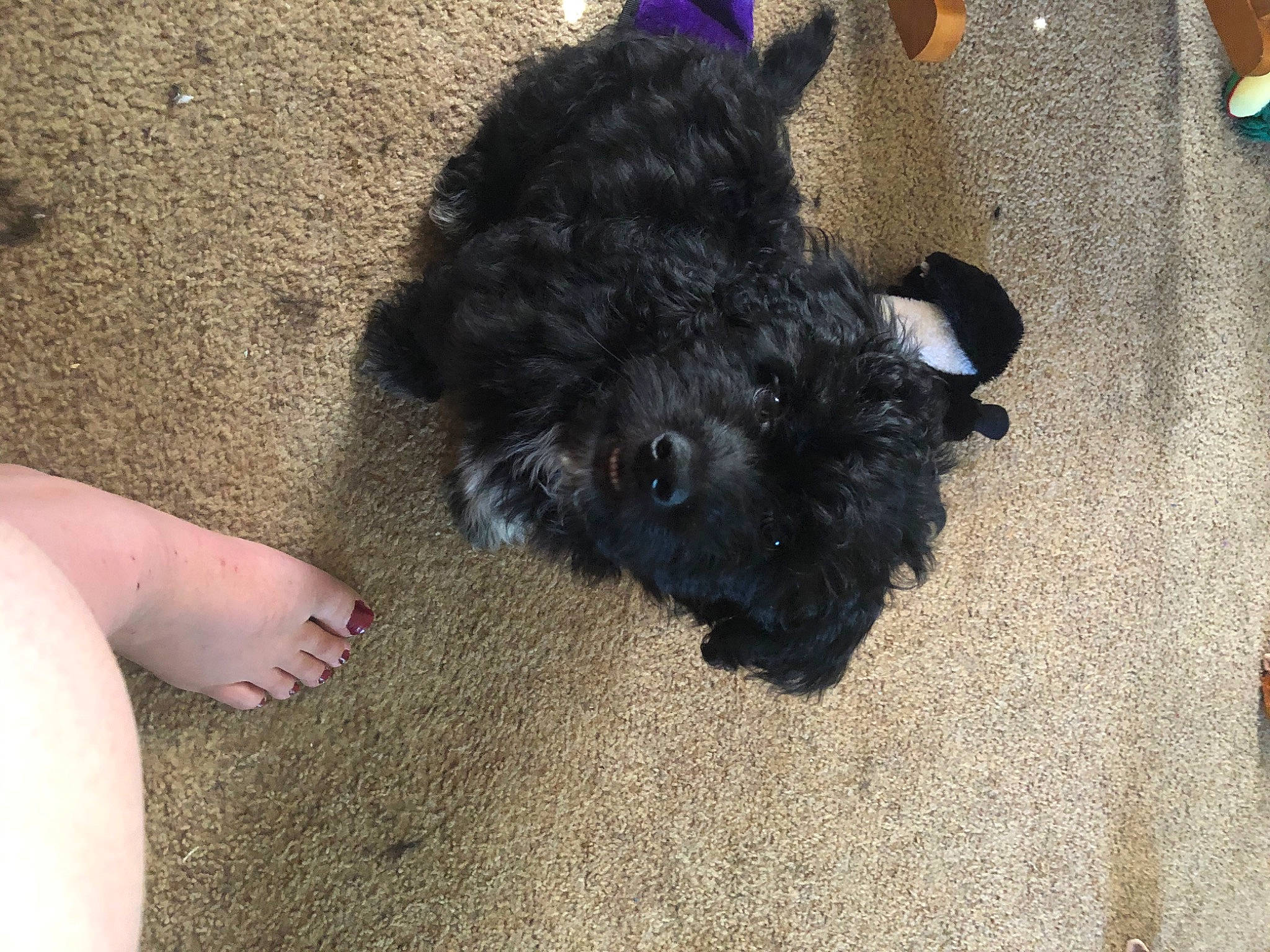 Gabe joined the competition — help win amazing prizes! barefoot, canidae, carnivore, companion_dog, dog, dog_breed, flooring, foot, fur, human_leg, non_sporting_group, puppy, snout, sporting_group, tail, terrier, toy_dog, water_dog, working_animal, yorkipoo