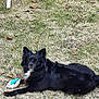 alert, animal, black_dog, canine, companion, daylight, dog, domestic_animal, ears, fur, grass, grass_lawn, lying_down, nature, outdoor, pet, playful, resting, toy, white_patch