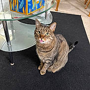 Meat Fibers is registered to the contest to win money with this photo: cat, tabby, indoor, rug, glass_table, wooden_furniture, tongue_out, curious, pet, animal, floor, home, domestic, sitting, striped, whiskers, ears, eyes, fur, tail