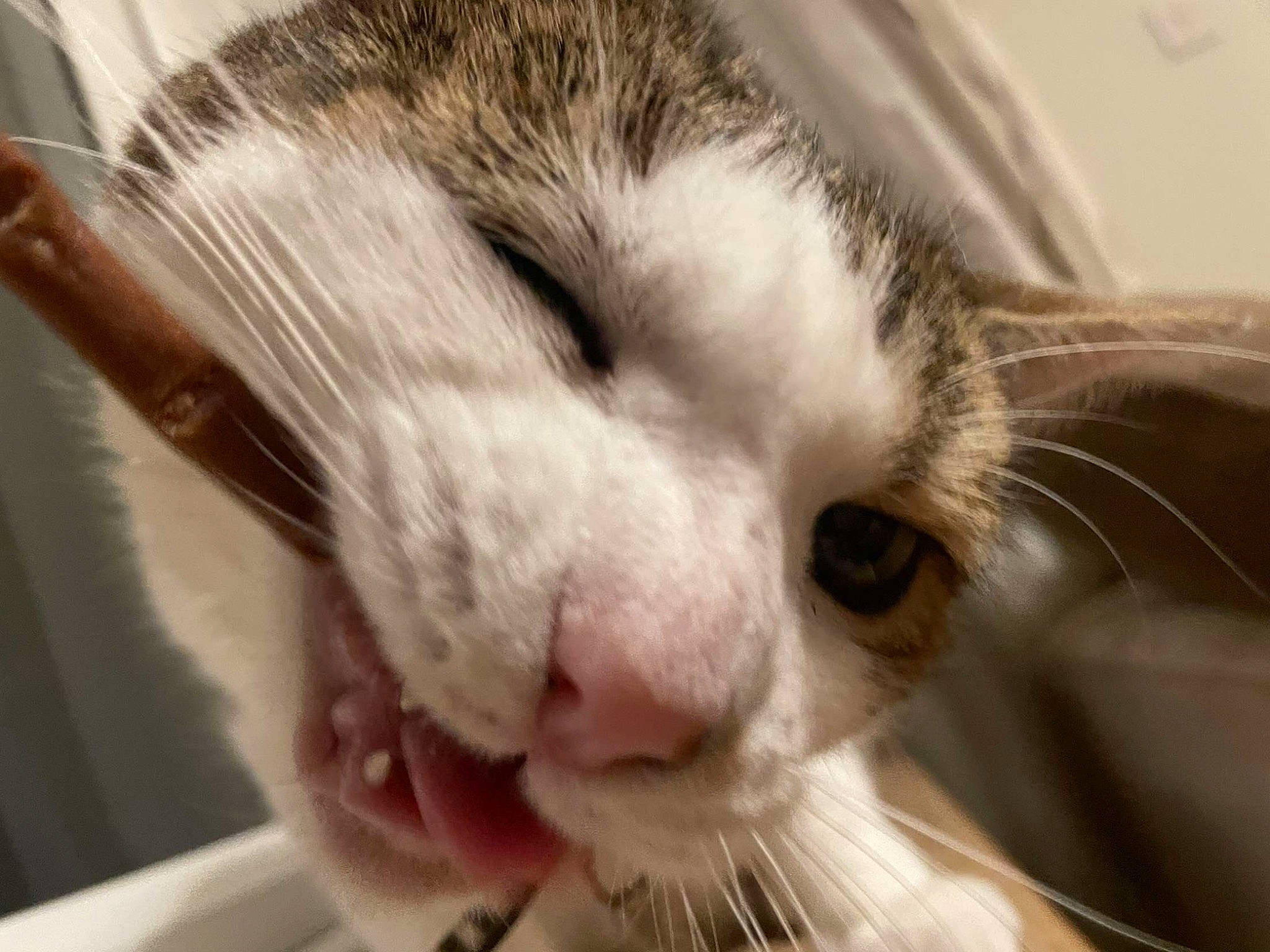 Dee is registered to the contest to win money with this photo: carnivore, cat, close_up, comfort, domestic_short_haired_cat, ear, eyelash, felidae, fur, mammal, nap, nose, paw, photography, sleep, small_to_medium_sized_cats, snout, whiskers