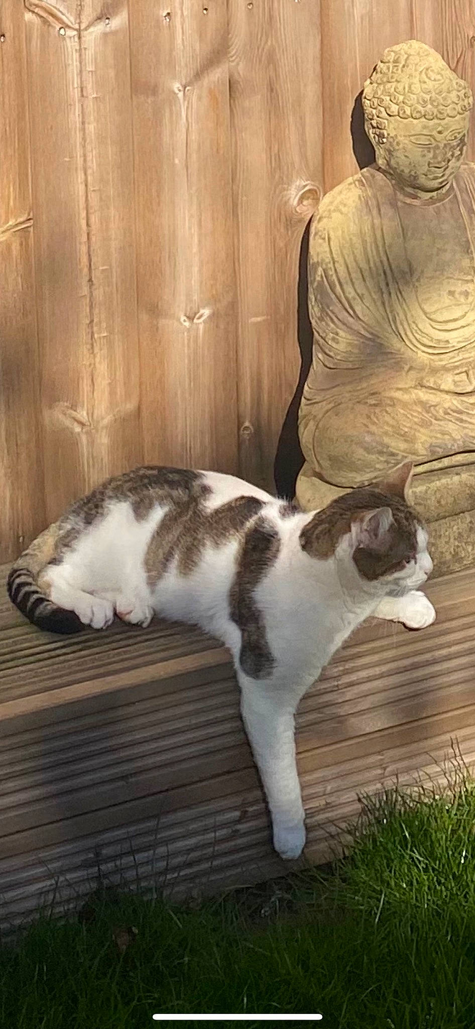 Dee is registered to the contest to win money with this photo: carnivore, cat, companion_dog, dog_breed, domestic_short_haired_cat, fawn, felidae, flooring, fur, grass, mammal, plant, sculpture, sitting, small_to_medium_sized_cats, snout, tail, tree, whiskers, wood