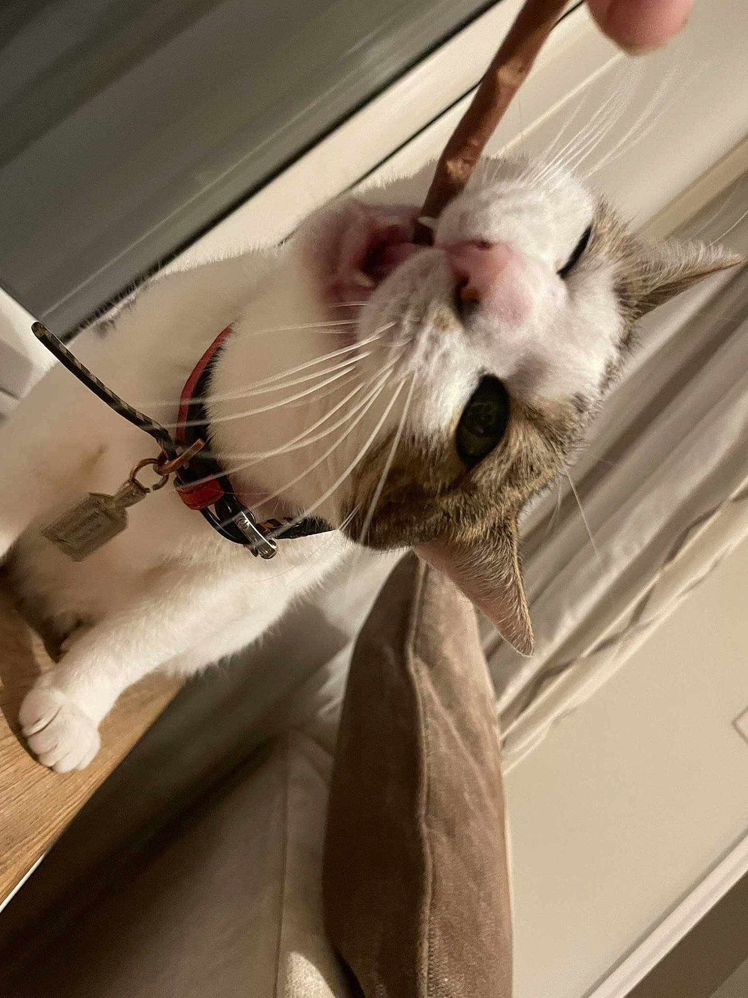 Dee joined the competition — help win amazing prizes! automotive_design, birman, carnivore, cat, ceiling, claw, domestic_short_haired_cat, eyelash, eyewear, felidae, fur, gesture, metal, monochrome_photography, paw, plastic_bag, room, small_to_medium_sized_cats, tail, whiskers