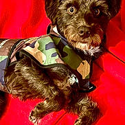 Wallen joined the competition — help win amazing prizes! dog, pet, animal, fur, camouflage, jacket, red_blanket, curious_eyes, small_dog, indoors, cute, laying_down, fur_texture, mammal, companion, domestic_animal, cozy, portrait, alert, cozy_setting