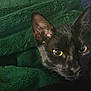 black_cat, cat, close_up, pet, animal, yellow_eyes, feline, ears, whiskers, green_blanket, cozy, indoor, texture, fur, resting, comfort, cute, domestic_cat, portrait, sleepy