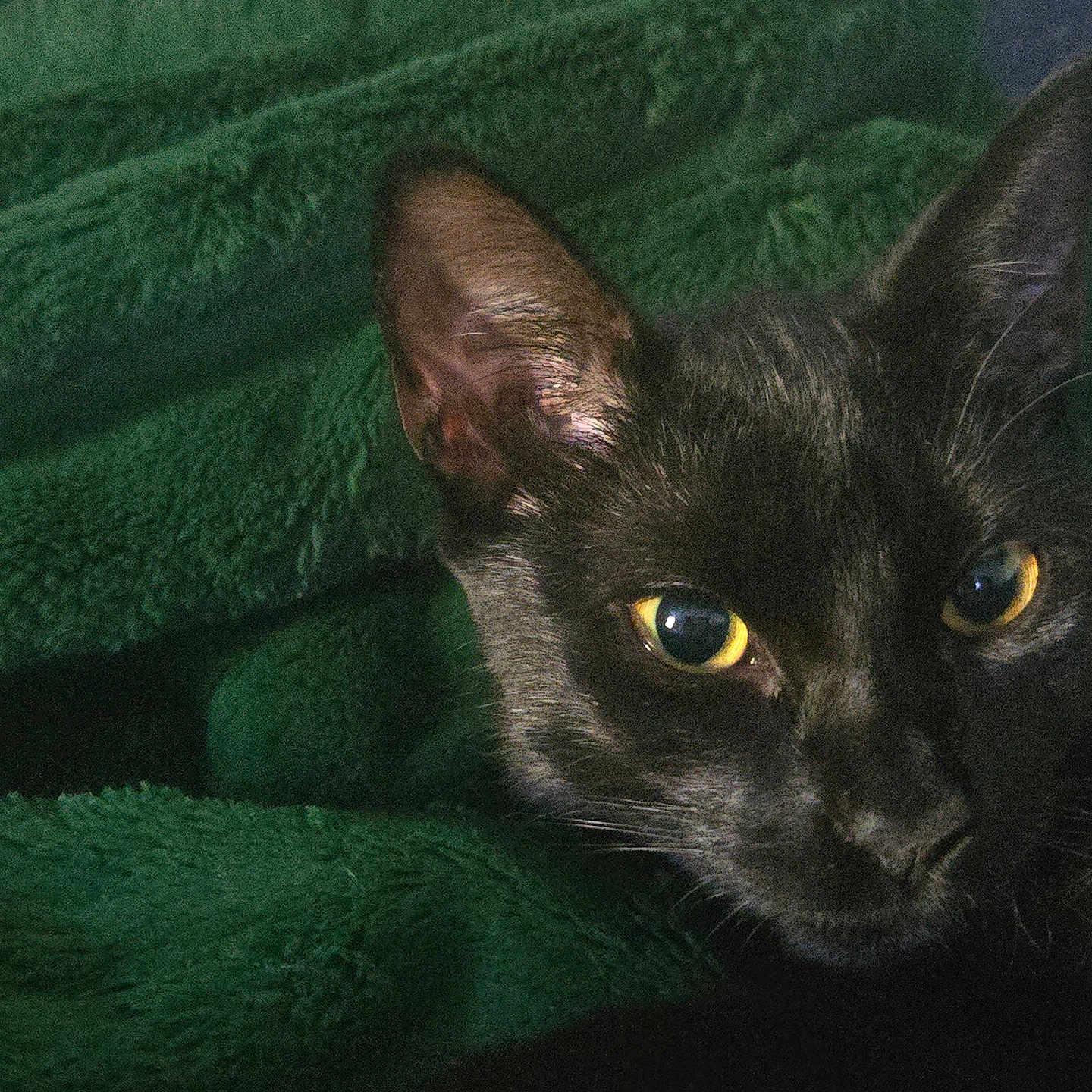 Cassie Agger joined the competition — help win amazing prizes! animal, black_cat, cat, close_up, comfort, cozy, cute, domestic_cat, ears, feline, fur, green_blanket, indoor, pet, portrait, resting, sleepy, texture, whiskers, yellow_eyes