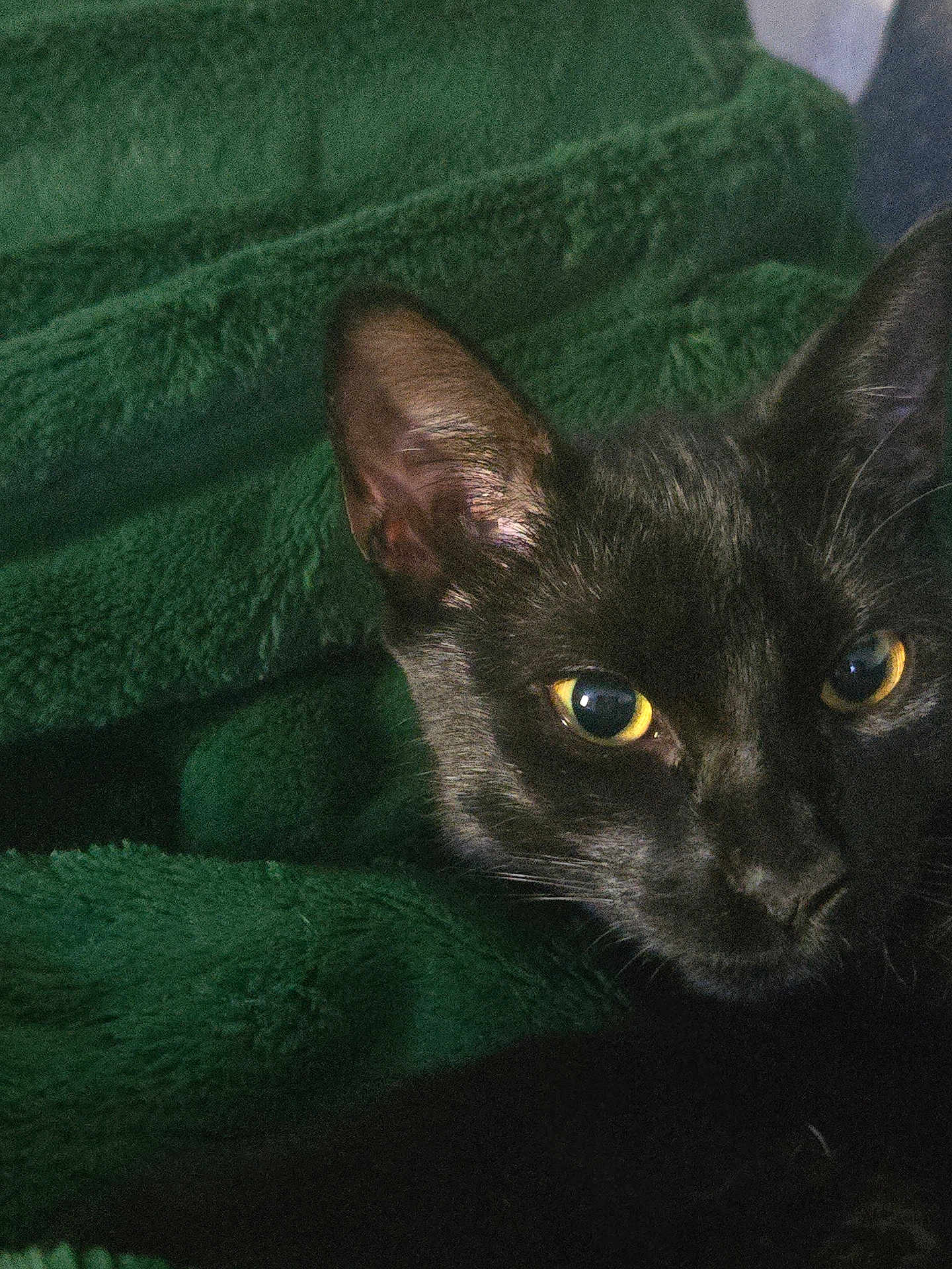 Cassie Agger joined the competition — help win amazing prizes! black_cat, cat, close_up, pet, animal, yellow_eyes, feline, ears, whiskers, green_blanket, cozy, indoor, texture, fur, resting, comfort, cute, domestic_cat, portrait, sleepy