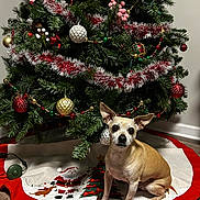 Budrick joined the competition — help win amazing prizes! animal, celebration, christmas, christmas_tree, christmas_tree_skirt, decorations, dog, ears, festive, floor, holiday, indoor, ornaments, pet, santa_claus, seasonal, small_dog, tan_dog, tinsel, wood_floor