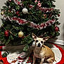 animal, celebration, christmas, christmas_tree, christmas_tree_skirt, decorations, dog, ears, festive, floor, holiday, indoor, ornaments, pet, santa_claus, seasonal, small_dog, tan_dog, tinsel, wood_floor