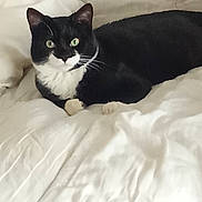 Chausette participe au concours pour gagner de l'argent avec cette photo : cat, tuxedo_cat, green_eyes, bed, blanket, white, fur, pet, animal, indoor, cozy, resting, cute, whiskers, relaxed, feline, domestic_cat, laying_down, soft, comfort