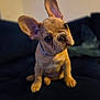 Arlow participe au concours pour gagner de l'argent avec cette photo : dog, puppy, french_bulldog, pet, cute, animal, ears, sitting, indoor, couch, curious, head_tilt, brown, fur, portrait, young, companion, domestic, friendly, adorable