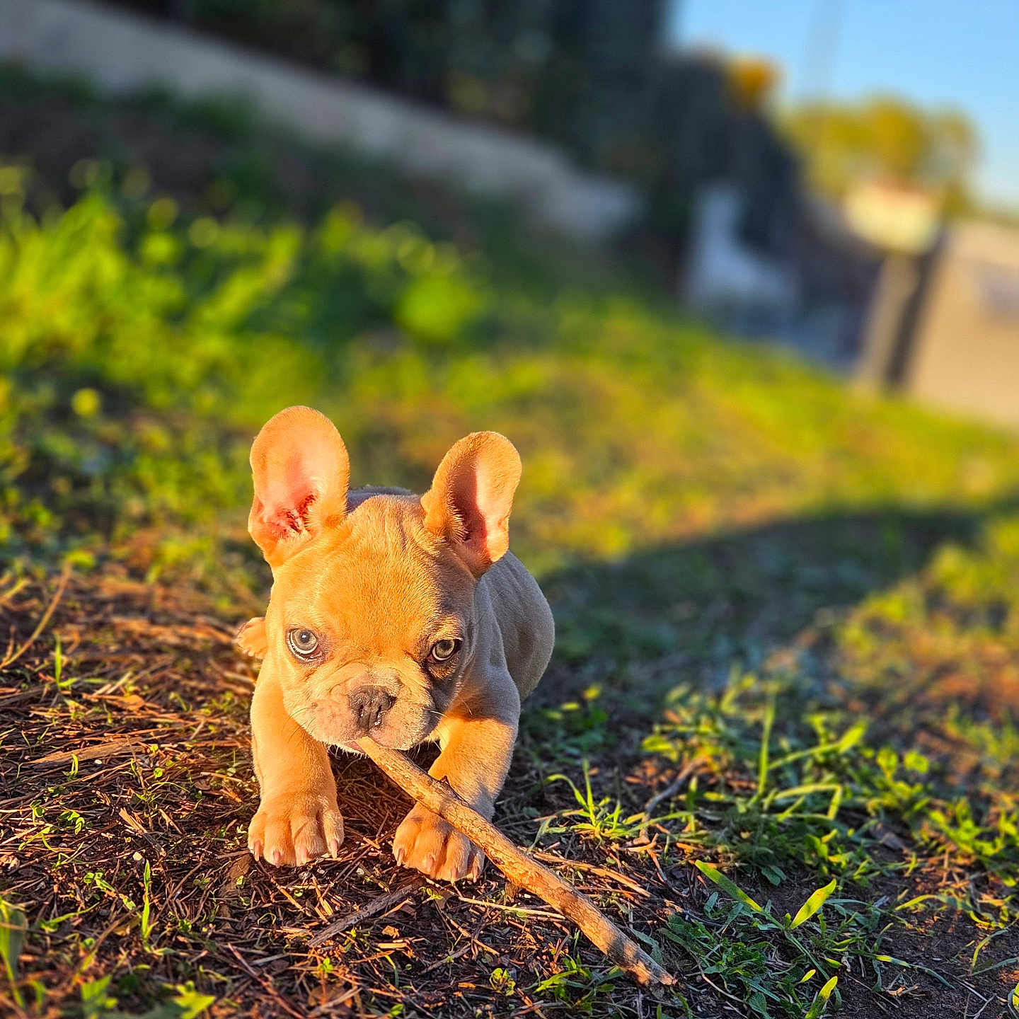 Arlow participe au concours pour gagner de l'argent avec cette photo : adorable, animal, brown, closeup, cute, daylight, dog, ears, french_bulldog, grass, ground, nature, outdoor, pet, playful, puppy, small, stick, sunlight, young