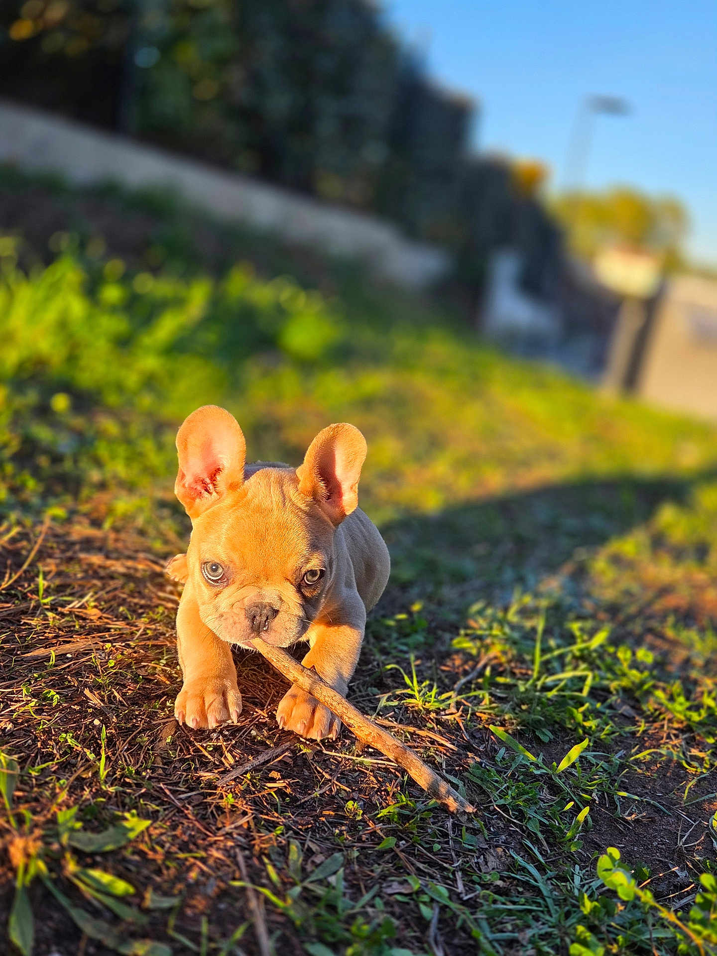 Arlow participe au concours pour gagner de l'argent avec cette photo : dog, puppy, french_bulldog, stick, grass, sunlight, outdoor, nature, animal, pet, brown, cute, young, playful, ground, ears, closeup, daylight, small, adorable