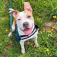Ruby a rejoint le concours — aidez-le/la à gagner de superbes lots ! dog, grass, yellow_flowers, outdoor, happy, panting, leash, harness, pet, canine, nature, spring, playful, ears, tongue, closeup, greenery, animal, smiling, cute