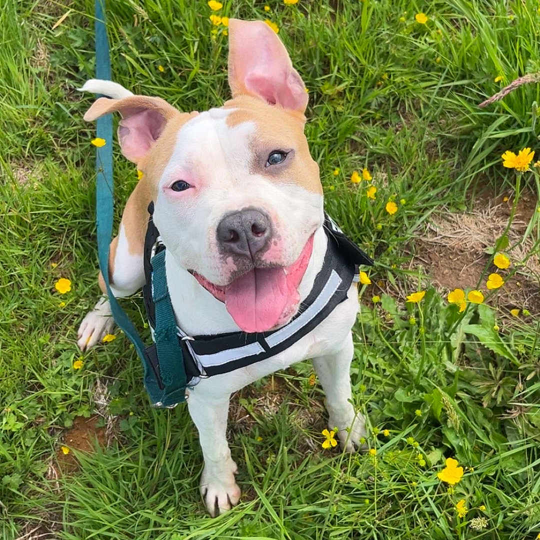 Ruby a rejoint le concours — aidez-le/la à gagner de superbes lots ! animal, canine, closeup, cute, dog, ears, grass, greenery, happy, harness, leash, nature, outdoor, panting, pet, playful, smiling, spring, tongue, yellow_flowers