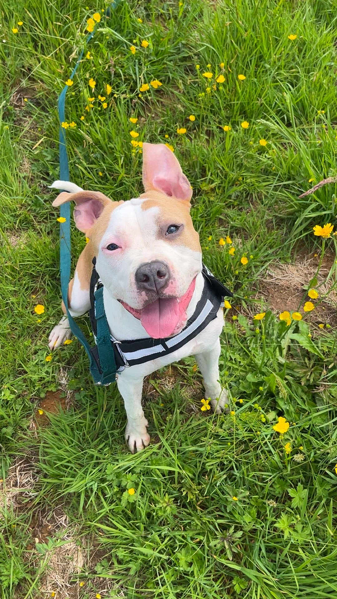 Ruby a rejoint le concours — aidez-le/la à gagner de superbes lots ! dog, grass, yellow_flowers, outdoor, happy, panting, leash, harness, pet, canine, nature, spring, playful, ears, tongue, closeup, greenery, animal, smiling, cute