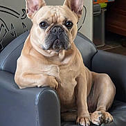 Tenessy participe au concours pour gagner de l'argent avec cette photo : dog, french_bulldog, pet, indoor, armchair, furniture, brown, seated, looking, ears, floor, home, cozy, animal, canine, portrait, relaxed, paw, cute, household