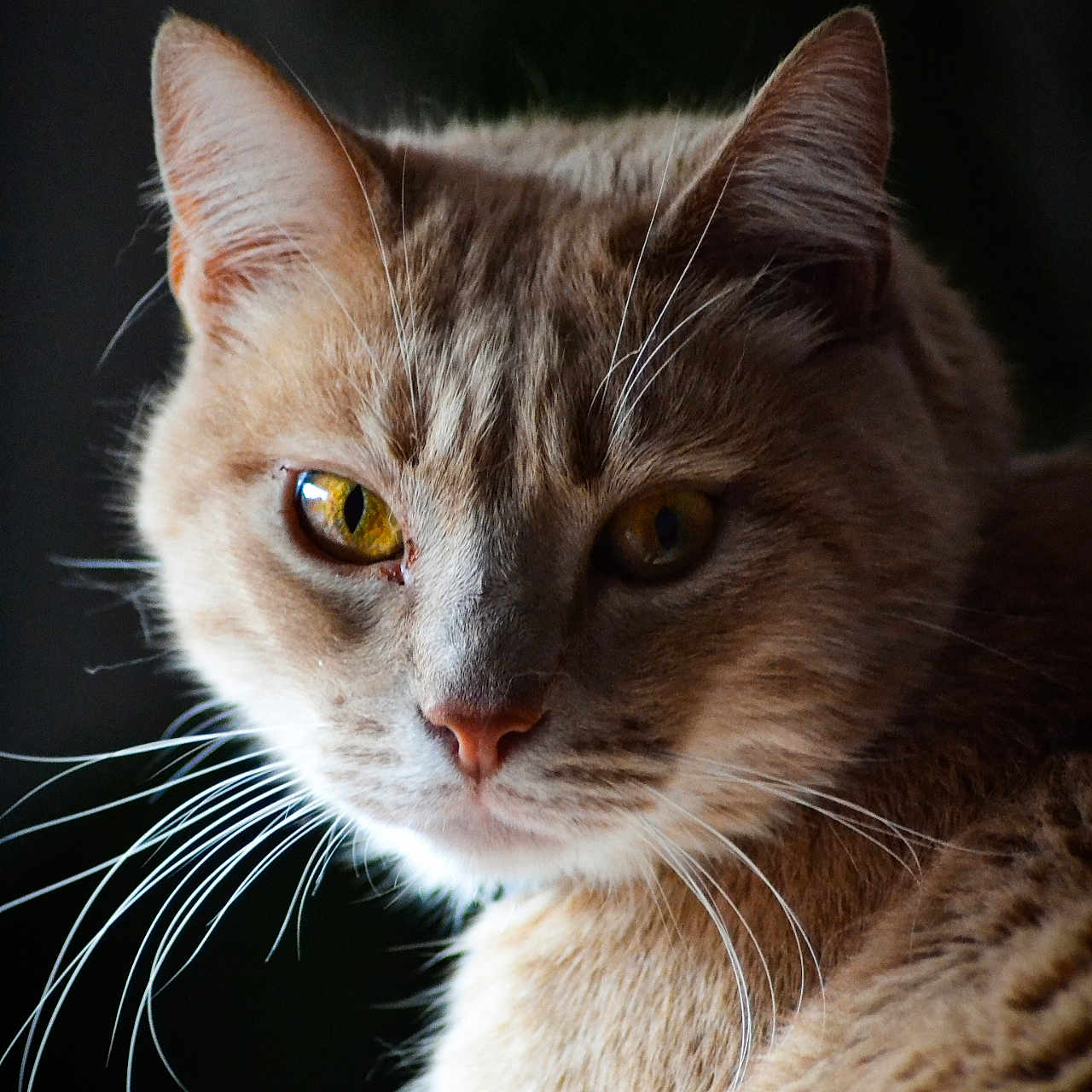 Paco