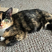 Lady is registered to the contest to win money with this photo: abyssinian, animal, armchair, brasssection, cat, chair, couch, cushion, furniture, hardwood, homedecor, horn, kitten, manx, musicalinstrument, person, pet, siamese, sleeping, wood