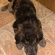 Sage is registered to the contest to win money with this photo: animal, canine, cockerspaniel, dog, goldenretriever, hardwood, hound, indoors, interiordesign, labradorretriever, newfoundland, pet, puppy, racket, snout, sport, stainedwood, tennis, tennisracket, wood