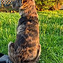 Sage joined the competition — help win amazing prizes! animal, architecture, backyard, building, canine, dog, grass, herbal, herbs, lawn, nature, outdoors, pet, photography, plant, pottedplant, puppy, shelter, summer, yard