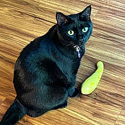 Missy joined the competition — help win amazing prizes! animal, black_cat, cat, close_up, collar, companion, curious, cute, domestic_cat, feline, flooring, green_eyes, household, indoor, looking_up, pet, playful, sitting, toy, wooden_floor