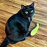 animal, black_cat, cat, close_up, collar, companion, curious, cute, domestic_cat, feline, flooring, green_eyes, household, indoor, looking_up, pet, playful, sitting, toy, wooden_floor